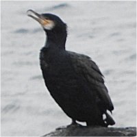 cormoran