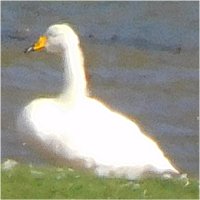 cygne chanteur