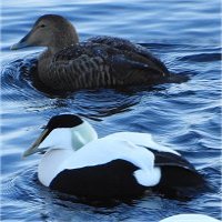 eider