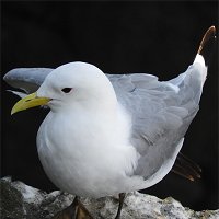 mouette tridactyle